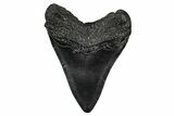 Fossil Megalodon Tooth - South Carolina #345808-1